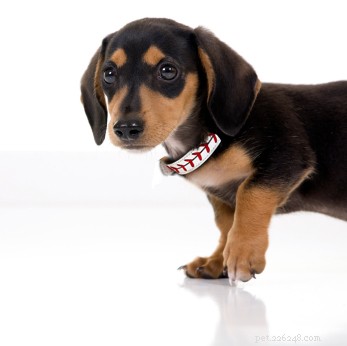 Essential Dog Care Tips: Nutrition, Parenting, and More