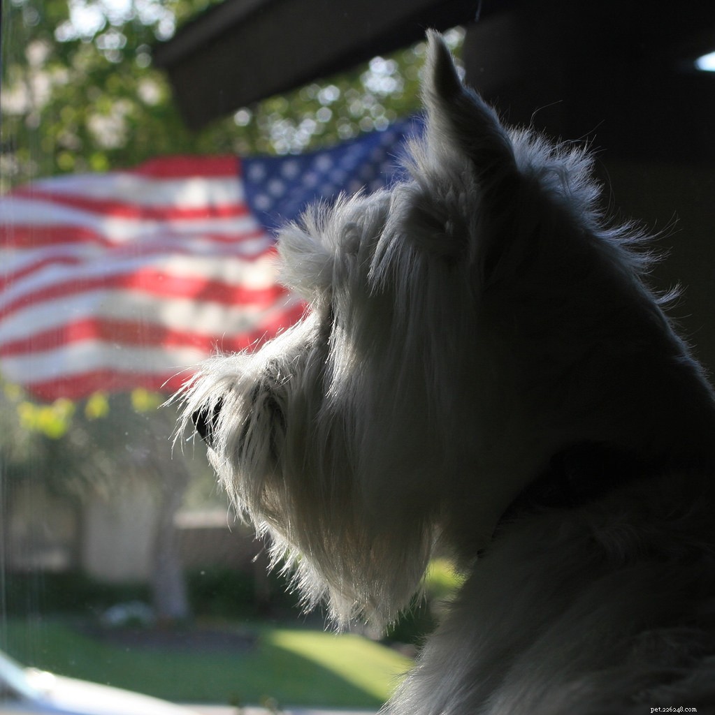 Protect Your Pets This Fourth of July: Essential Safety Tips
