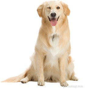 Traveling Safely with Your Pet: A Guide to Secure and Stress‑Free Journeys