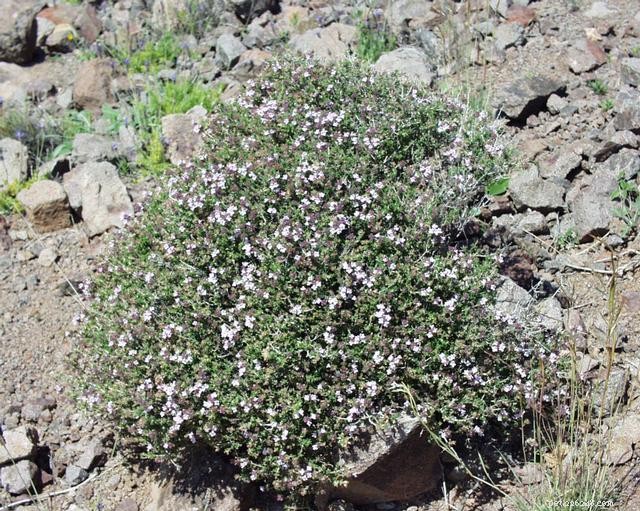 Thymus: A Powerful Ally for a Strong Immune System