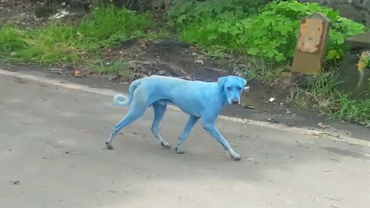 The Mysterious Blue Dog in Mumbai: What Actually Happened?