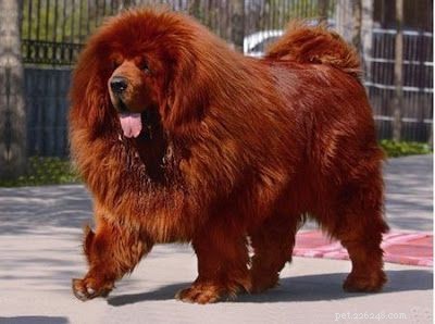 The World s Most Expensive Dog: Meet the $1.5M Red Tibetan Mastiff