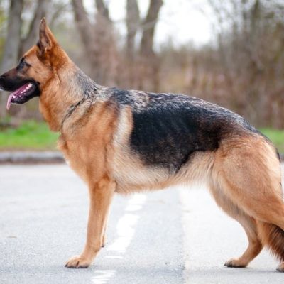 Essential Dog Anatomy: Key Facts Every Owner Should Know