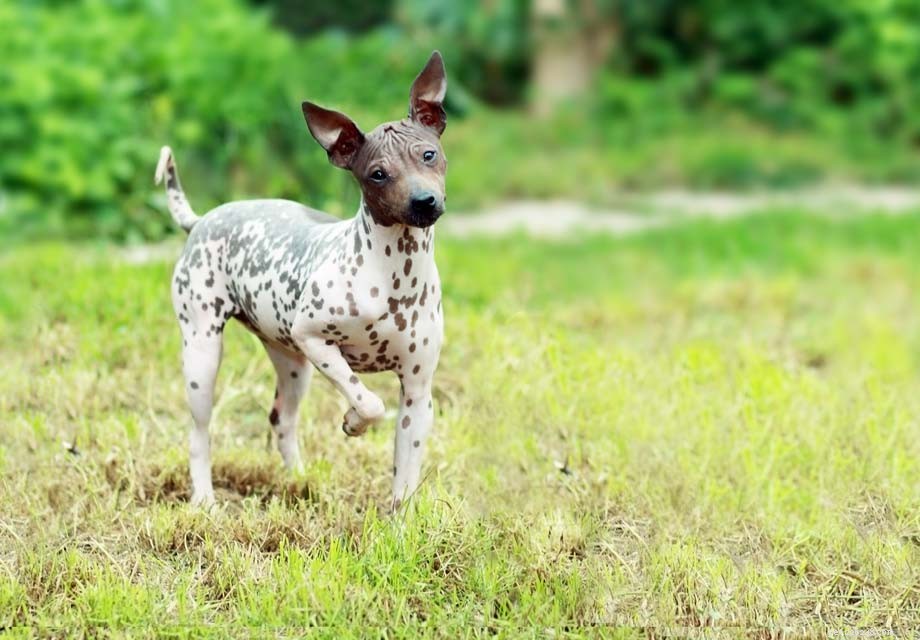 Explore Hairless Dog Breeds: Characteristics & Care