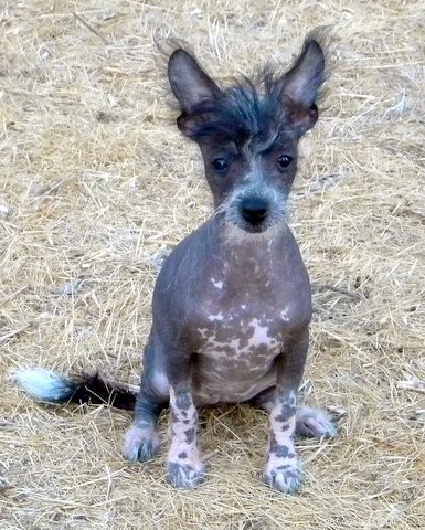 Explore Hairless Dog Breeds: Characteristics & Care