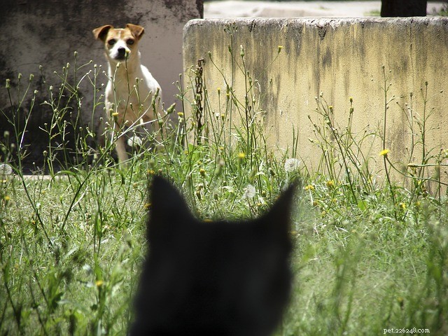 Do Dogs and Cats Really Hate Each Other? Unpacking Their Complex Relationship