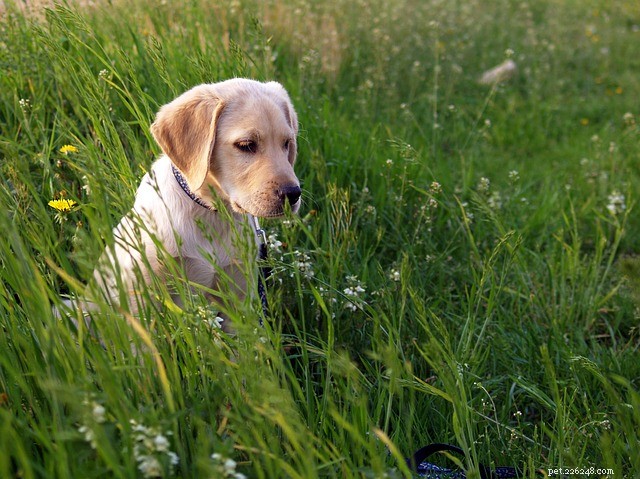 Why Do Dogs Eat Poop? Understanding the Habit & How to Stop It