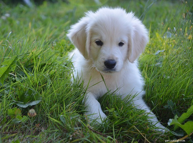 The Most Adorable Dog Breeds Around the World – Find Out Which Ones Top the List