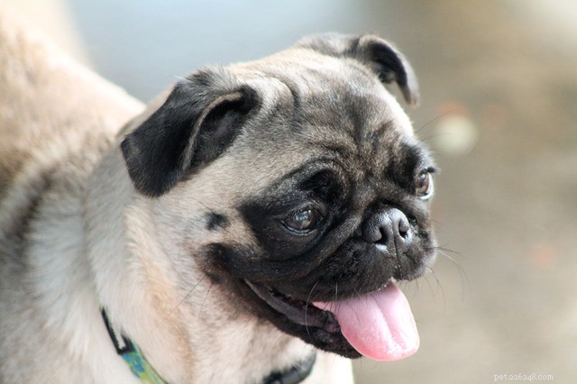 10 Fascinating Facts About the Pug Dog You Probably Didn t Know