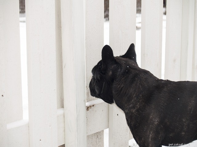 How to Select the Ideal Dog Fence for Your Furry Companion
