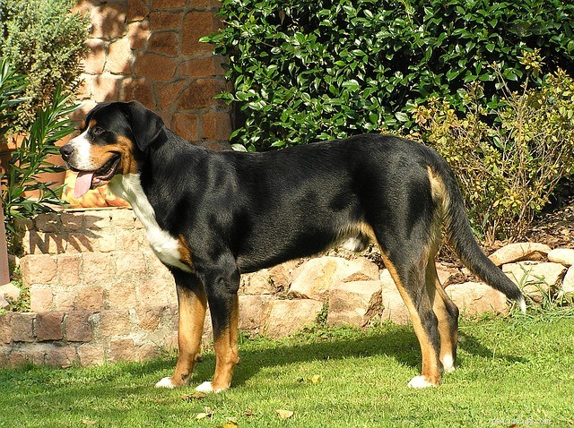 Greater Swiss Mountain Dog: History, Traits, and Modern Role