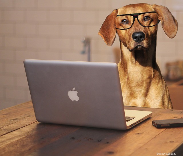 Texts from the Dog: Hilarious Owner-Pet Text Exchanges