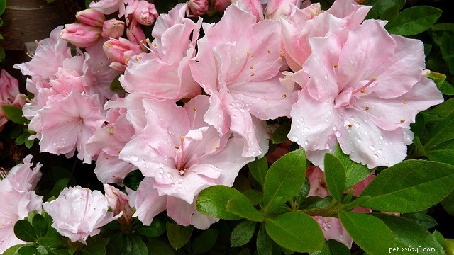 Azalea: A Beautiful but Poisonous Threat to Cats and Dogs