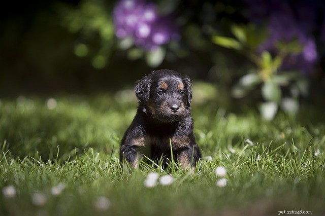 Dog-Safe Gardening: Identifying and Removing Toxic Plants