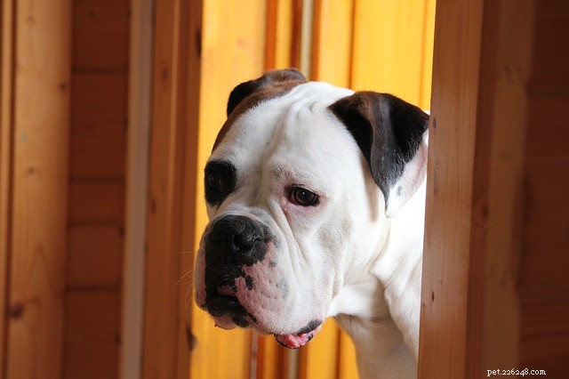 Choosing the Perfect Dog Gate: Expert Tips for Safety & Comfort
