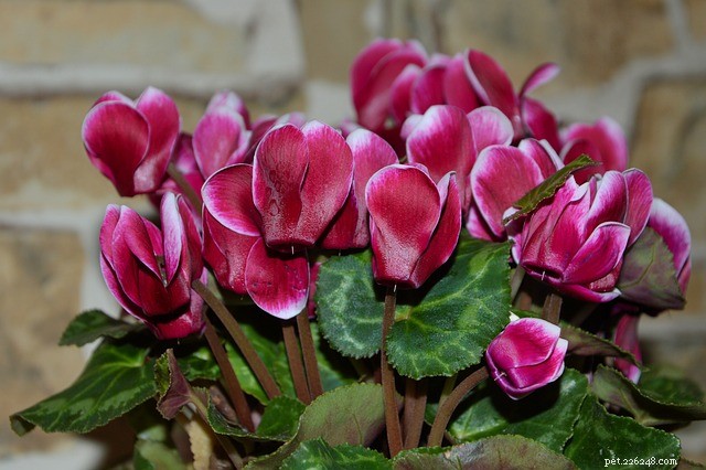 Cyclamen Toxicity in Pets: Risks, Symptoms, and Prevention