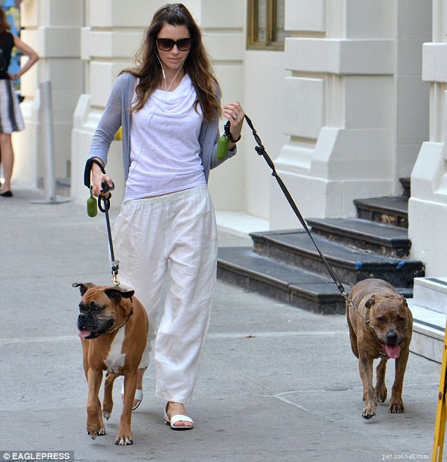 Jessica Biel Strolls Her Dogs Through Hollywood: A Glimpse of Her Furry Companions