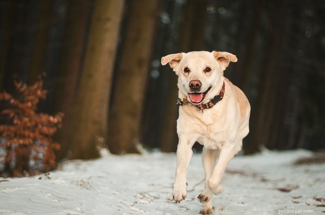 Create the Ideal Dog Run: A Safe, Freedom‑Giving Solution for Your Pet
