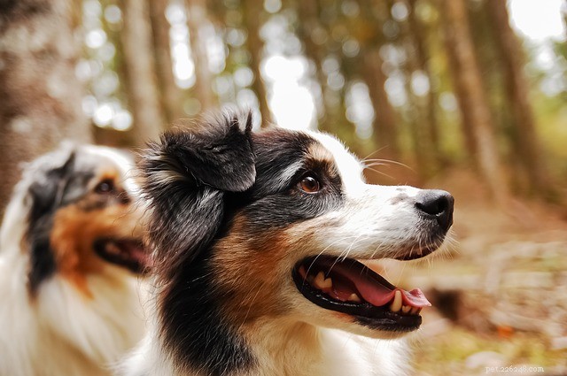 Australian Shepherd Dog: Fascinating Facts You Didn t Know