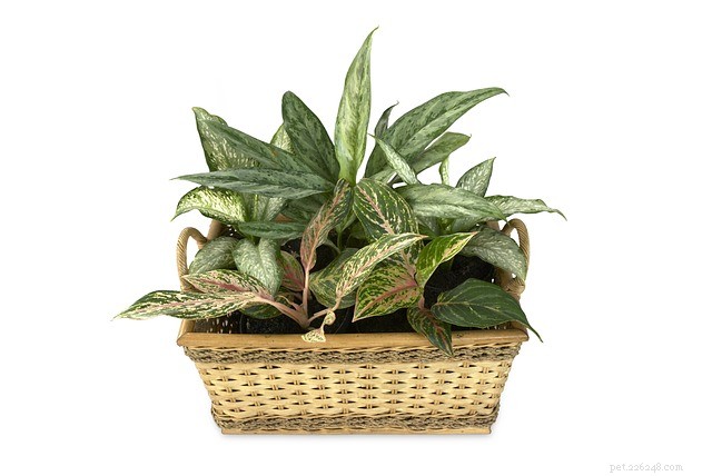 Dieffenbachia – Elegant, Shade‑Tolerant Houseplants for Lush Interiors
