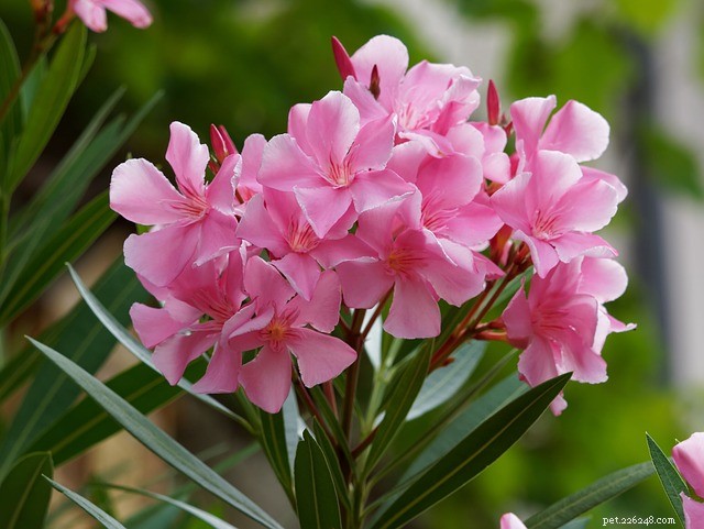Understanding Oleander: How This Common Plant Can Poison Dogs & Cats