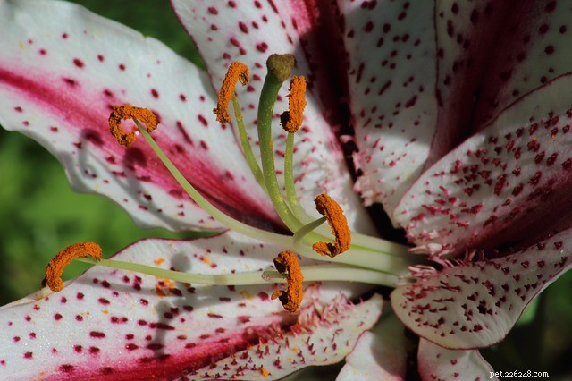 Lilies: Stunning Blooms That Pose a Dangerous Threat to Pets