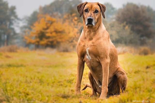 Rhodesian Ridgeback: History, Traits & Modern Family Companion