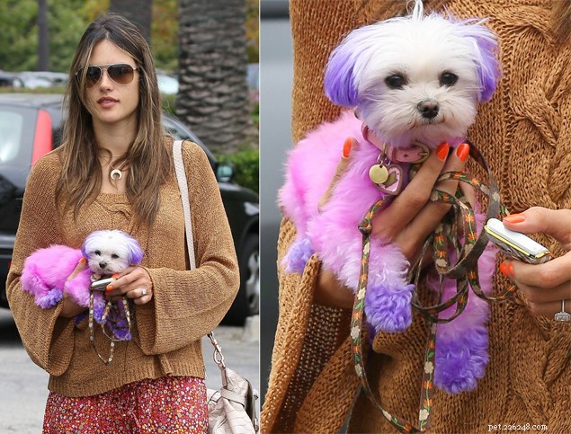 Alessandra Ambrosio: A Top Model s Journey and Her Stylish Maltese