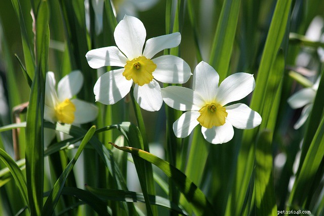 Daffodils: Understanding Their Toxicity to Dogs and Cats