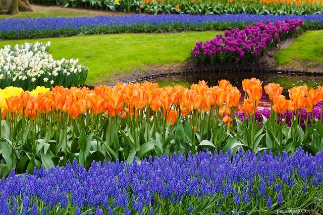 Tulips & Hyacinths: Outdoor Splendor, Indoor Pet Hazard
