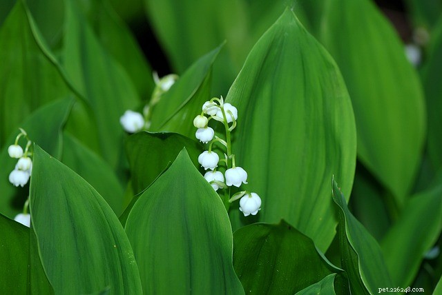 Lily of the Valley: Understanding the Poisonous Risks to Your Pets