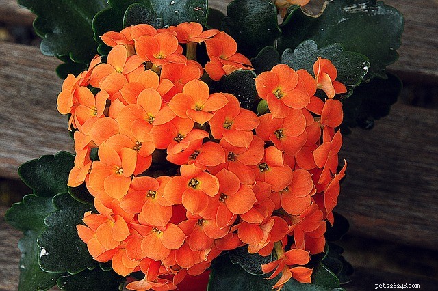 Kalanchoe: A Toxic Plant Threatening Dogs and Cats