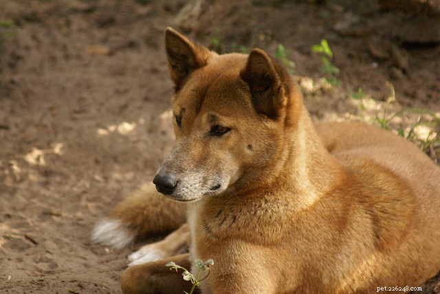 New Guinea Singing Dog – The World’s Rarest Canine Breed