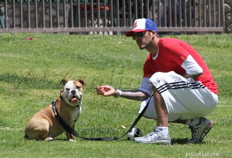 David Beckham s Beloved Canine Family: Meet the Dogs He Loves