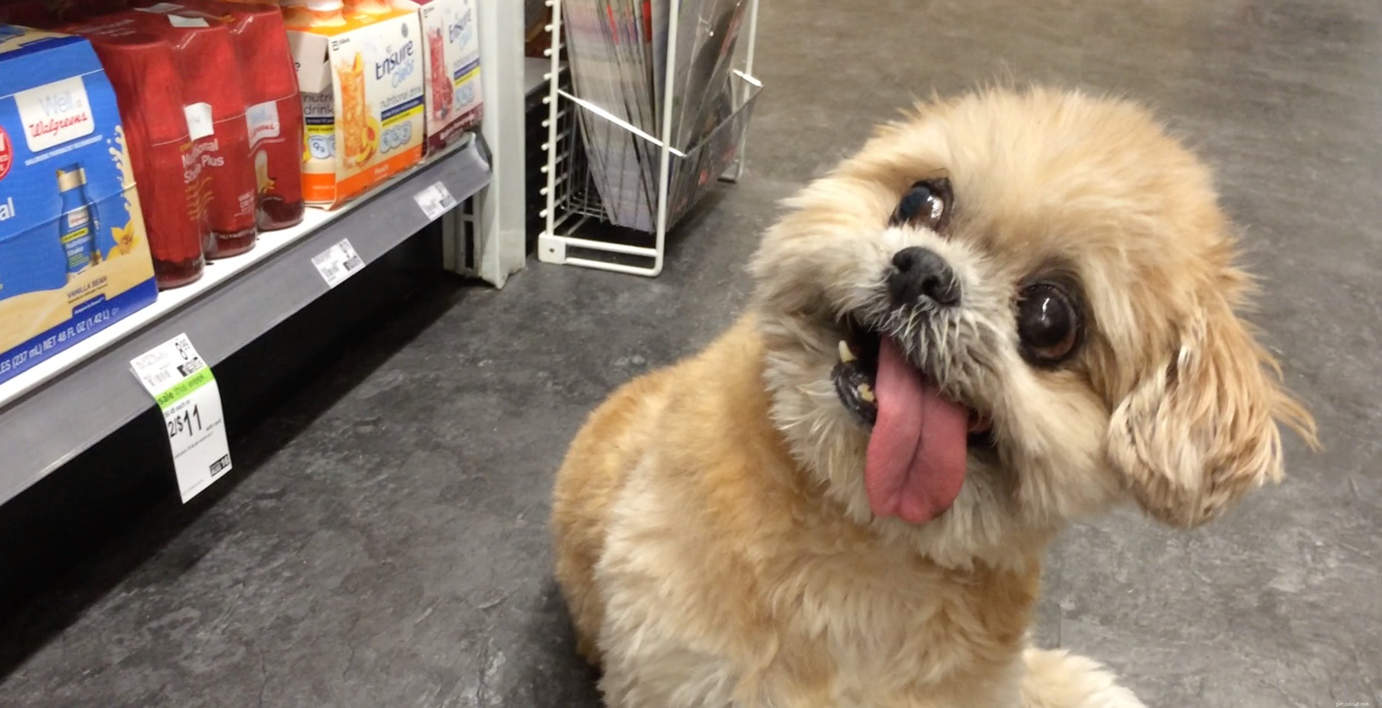 Marnie the Dog – The Legendary 16‑Year‑Old Shih Tzu Who Captured the Internet