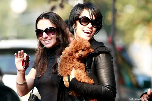 Rihanna s Endearing Love for Her Maltipoo