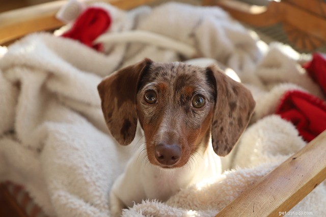 Dog Allergies Explained: Causes, Symptoms & Effective Treatments