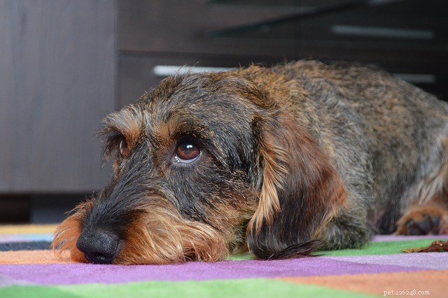Understanding Dog Ticks: Symptoms, Risks, and Effective Treatment