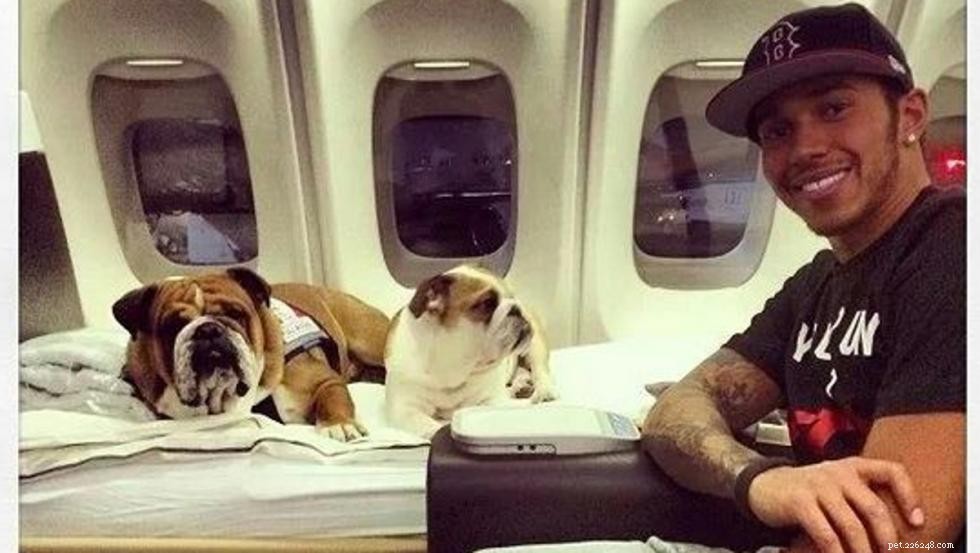 Lewis Hamilton Shares Heartwarming Moments With His Bulldogs