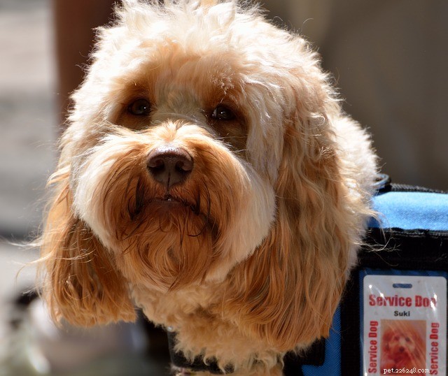 Comprehensive Guide to Service Dog Training: Types & Methods