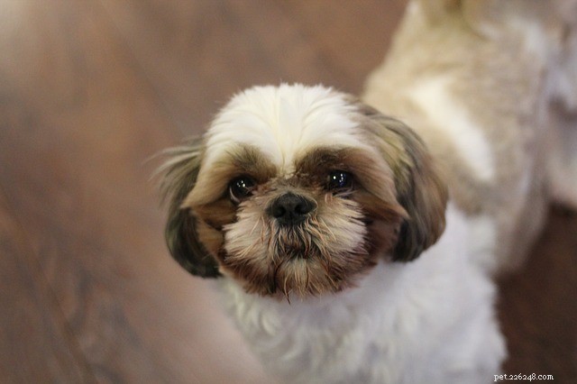 Dog Constipation: Symptoms, Causes, and Effective Treatments