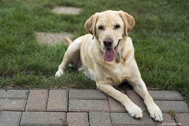 Labrador Retrievers: 5 Surprising Facts You Didn t Know