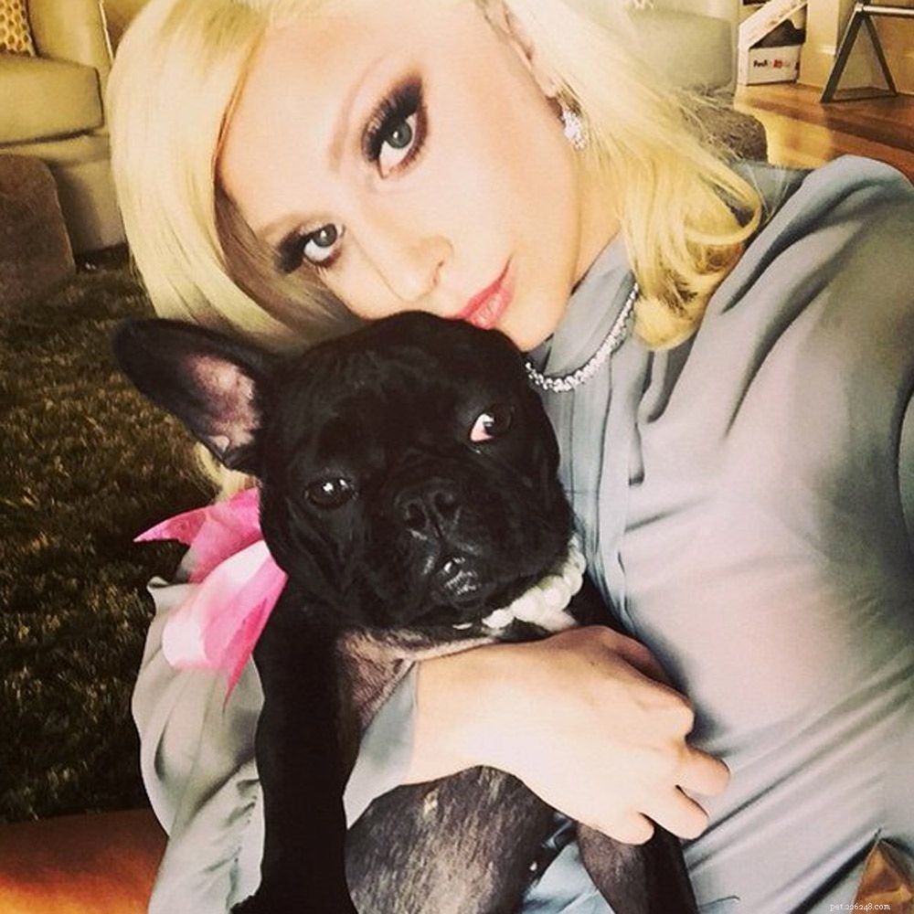 Inside Lady Gaga’s French Bulldog Family: Celebrity Pets Revealed