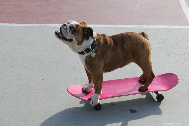 Adorable Dog Names: Find the Perfect Match for Your New Companion