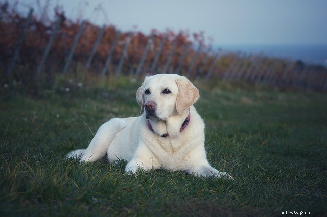 Effective Flea Control for Dogs: Quick & Safe Solutions