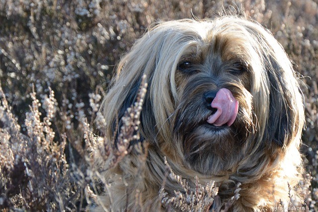 Why Do Dogs Lick? Unveiling the Role of Communication and Instincts
