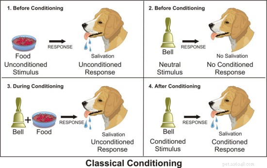 Understanding Pavlov’s Dogs: The Foundations of Classical Conditioning
