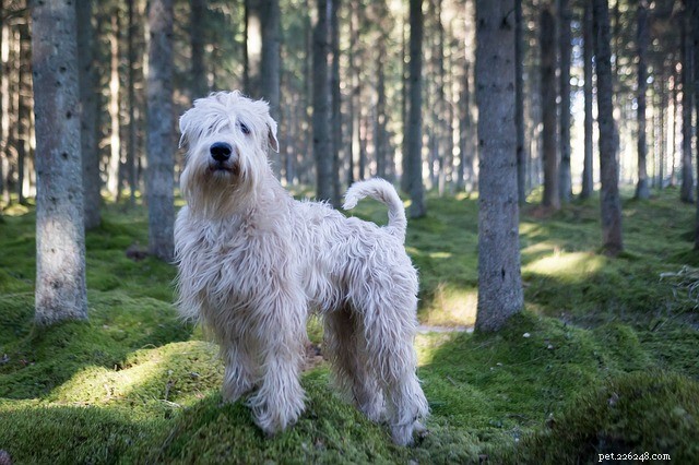 Canidae Dog Food: Expert Review & Key Facts for Pet Owners