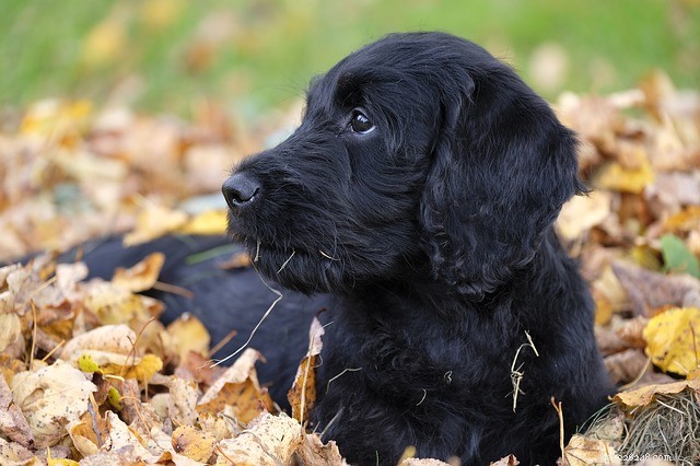 Top Hypoallergenic Dog Breeds: Low‑Shedding Pets for Allergy‑Sensitive Owners