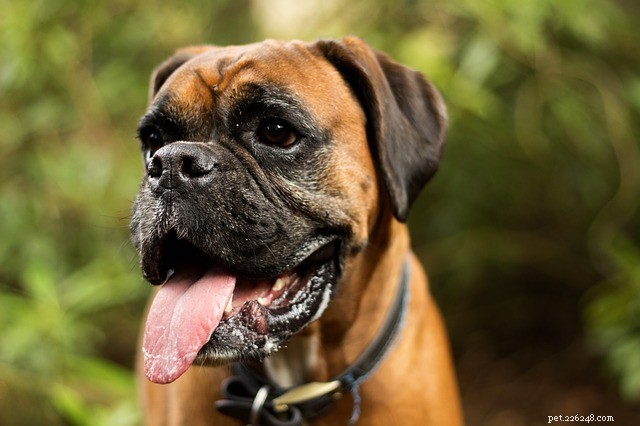 Is Pineapple Safe for Dogs? Nutritional Benefits & Feeding Tips